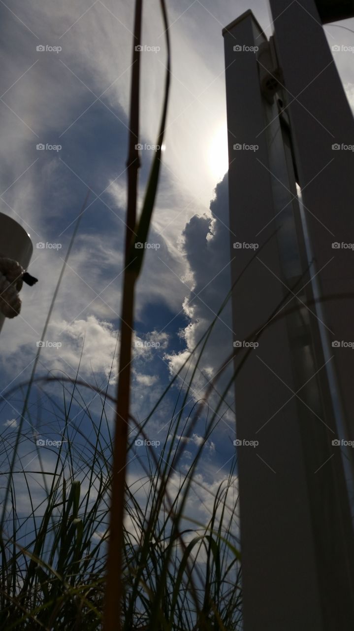 looking up sea grass