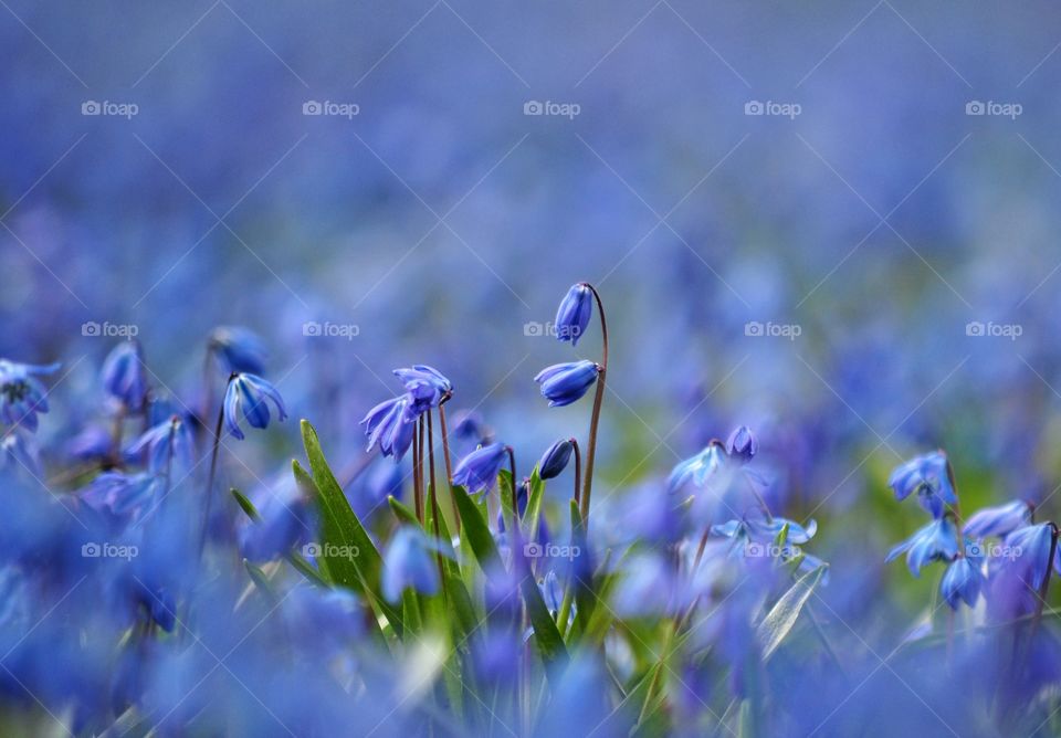 Flower, Nature, Hayfield, Field, Grass