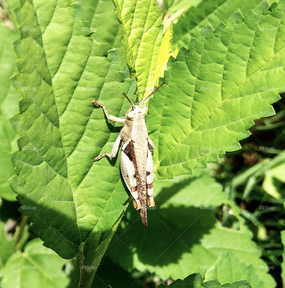 grasshoppers in green leafs
