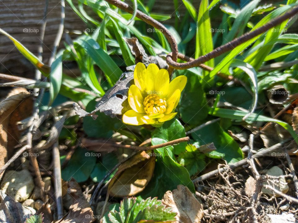 Spring buttercup is a herbaceous plant of the buttercup family.