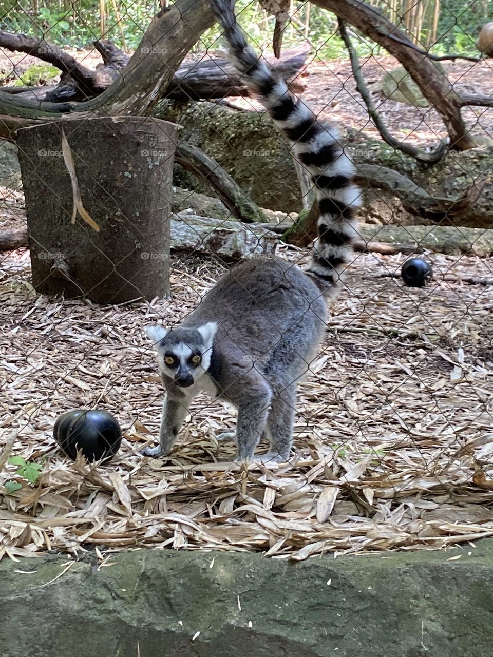 Lemur at the Nashville zoo 