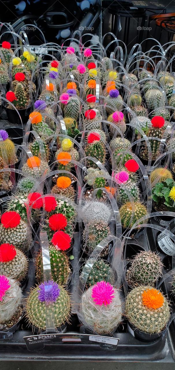 spring means plants for sale. here are cactus plants with a variety of different color on top...red, pink, yellow, orange, & purple
