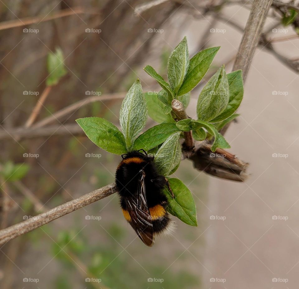 Hello Spring 🐝💚  Nature awakens💚🐝