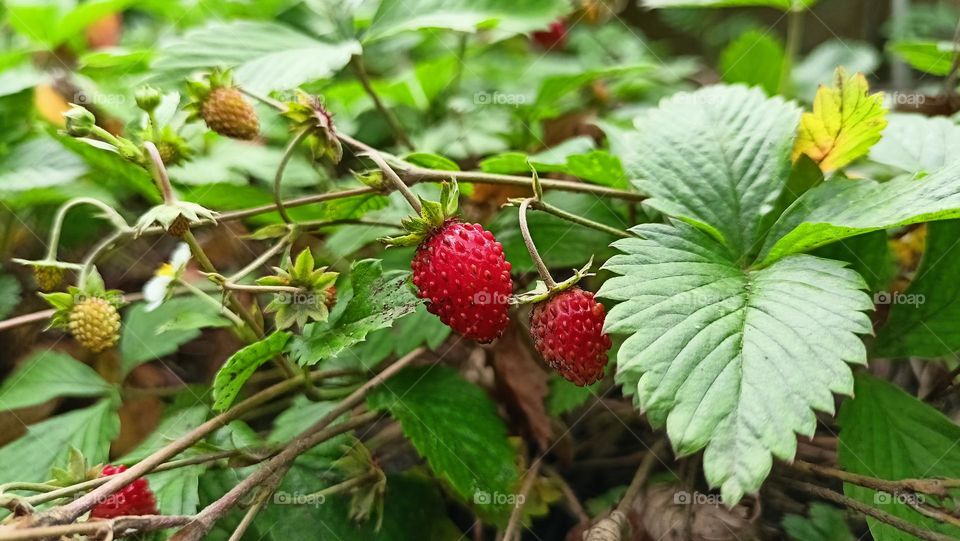 red and green, nature, strawberries in the forest, red berries, green leaves.