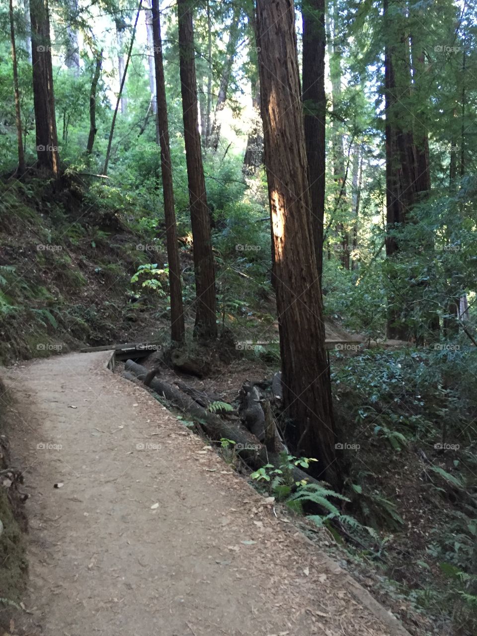 Muir Woods trail