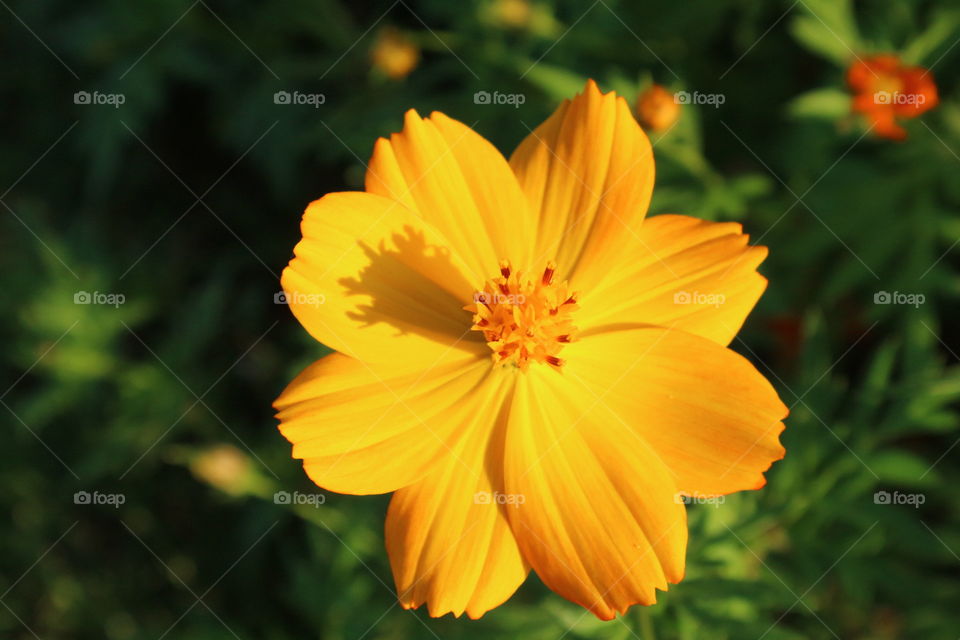 Flower Yellow