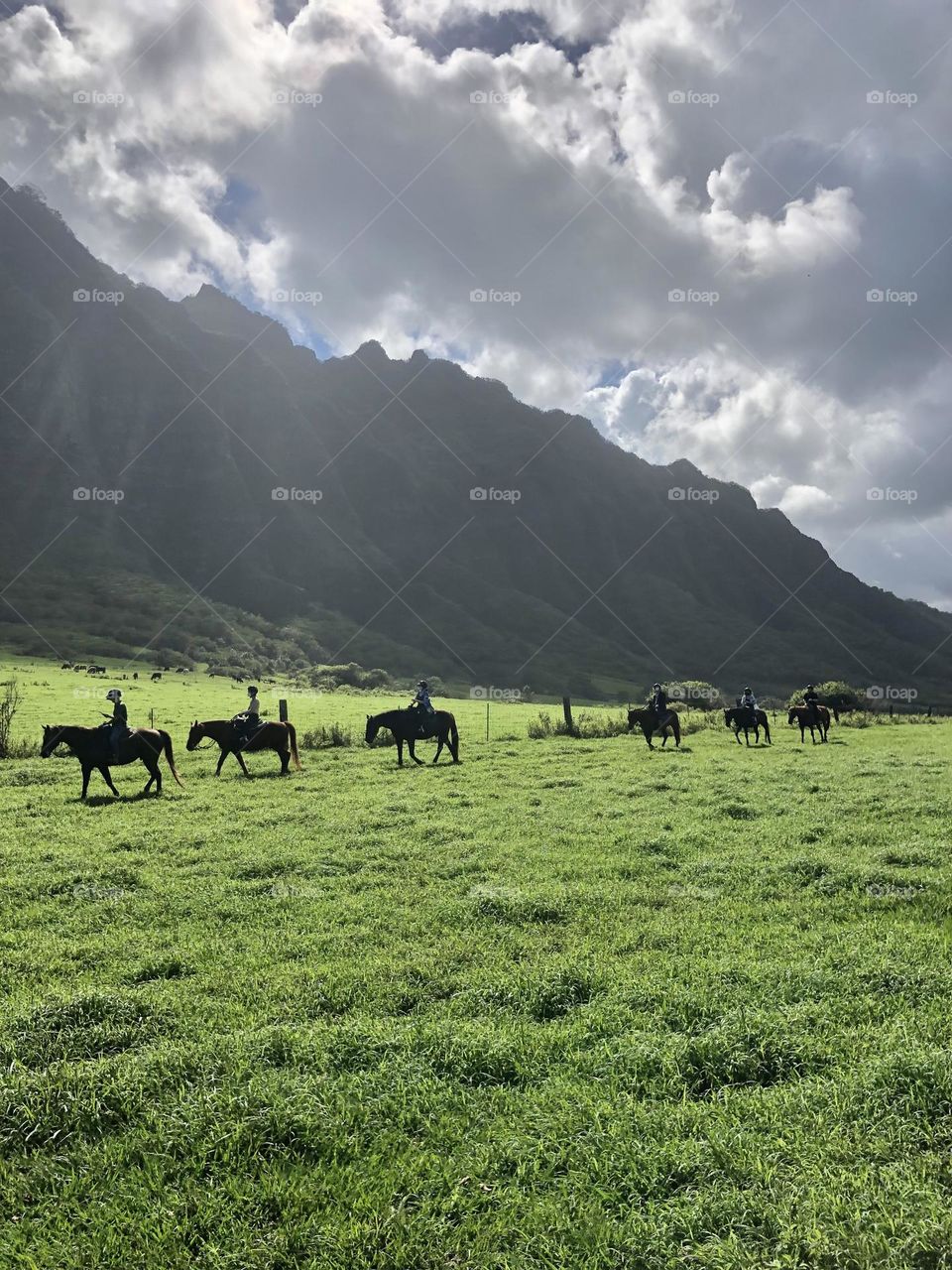 Horses in kualoa 