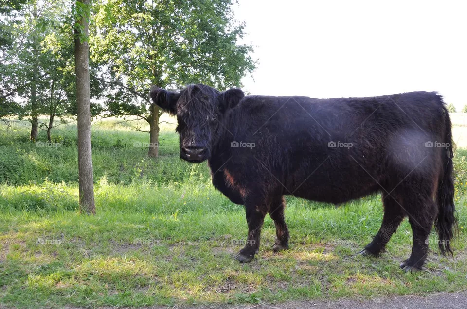 Halfcow.