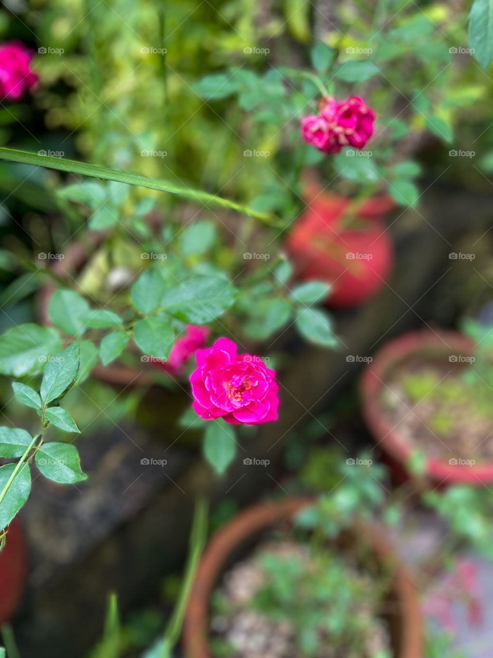 Portraits of a plant 