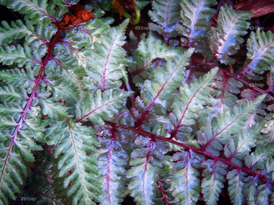 Painted fern
