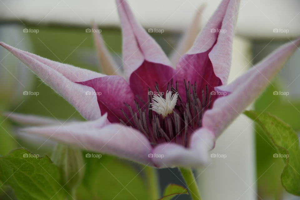 clematis opening