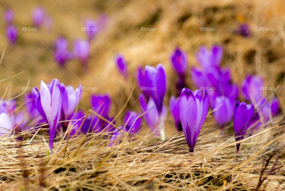 Crocus