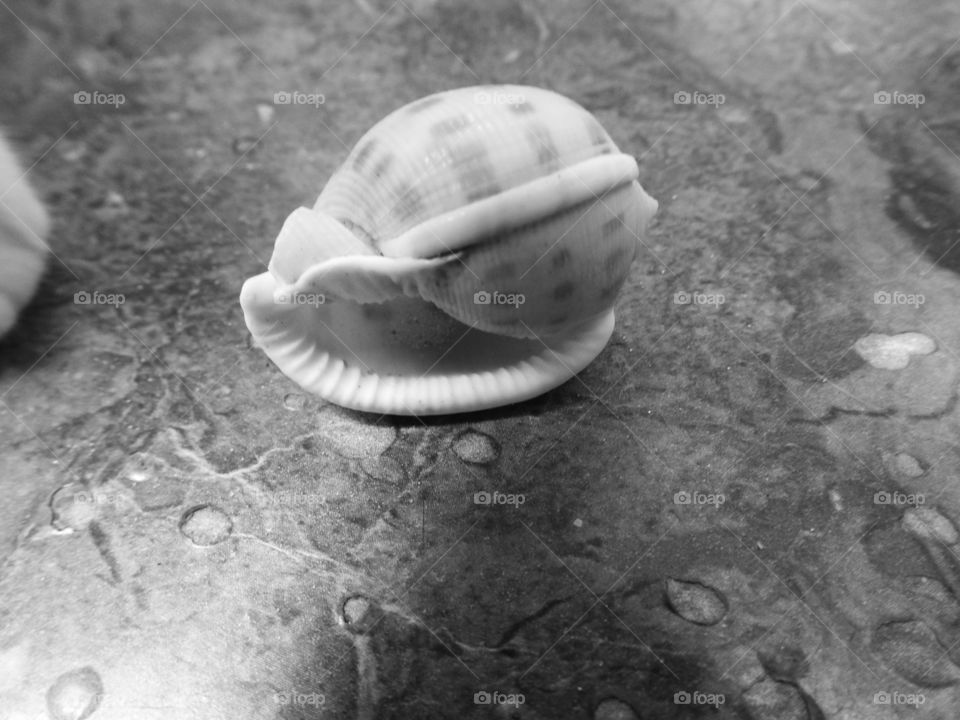 shells