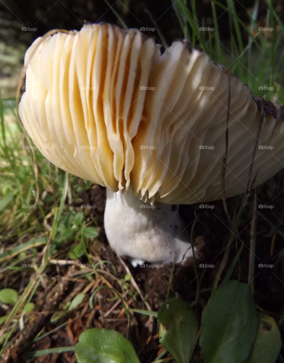 Mushroom 