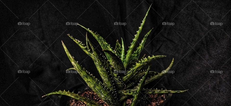 Plants around us 🌱 🪴