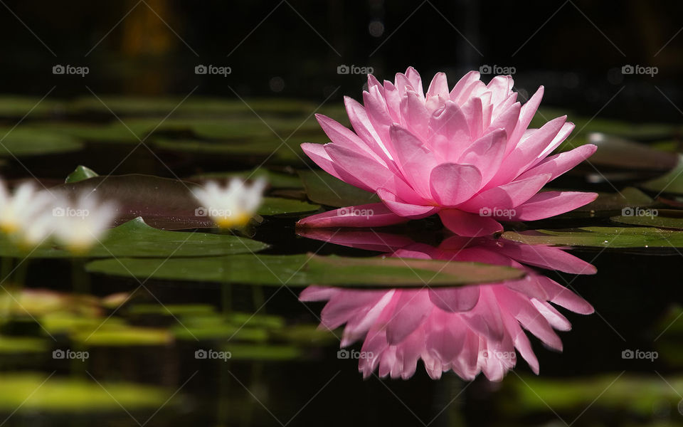 Rosa Con hermosos pétalos🌼