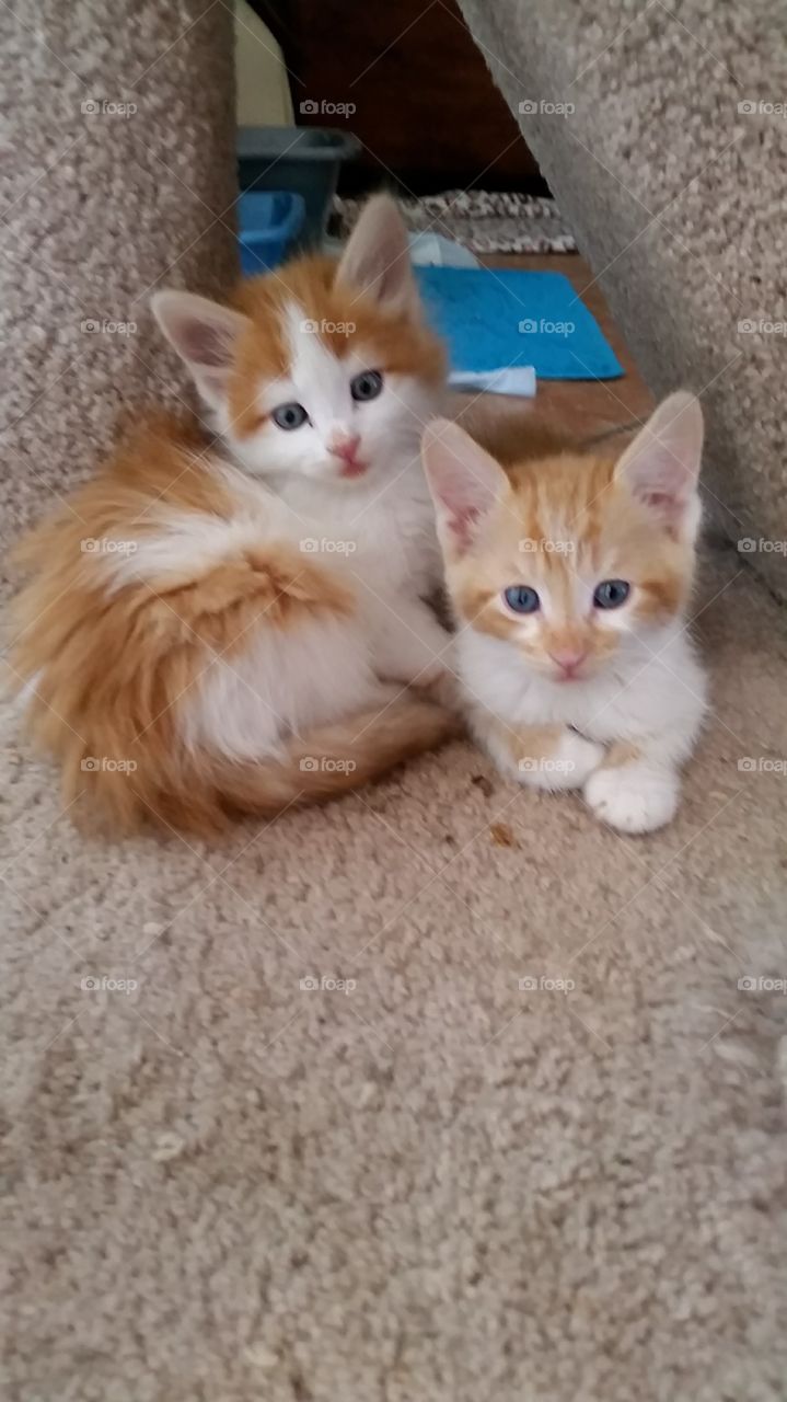 Two orange and white kittens