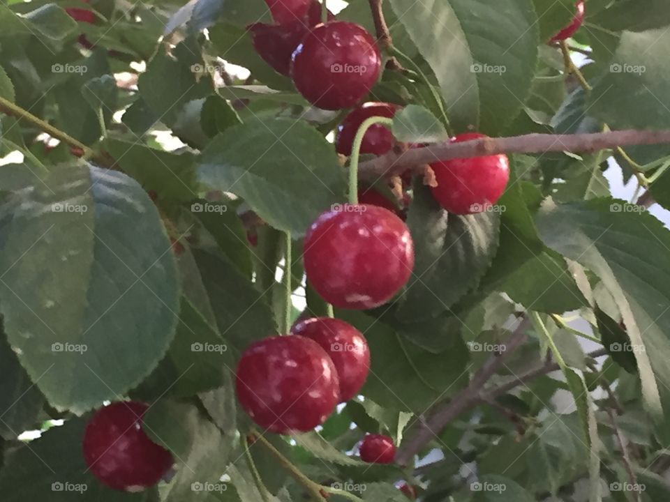 Cherry