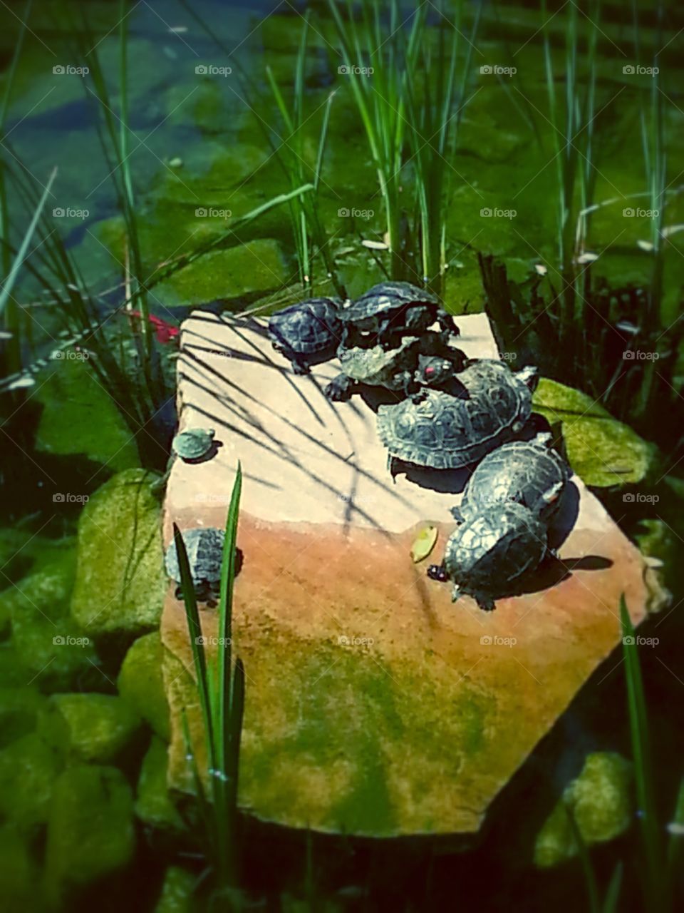 T Family. Turtles out enjoying the sun at the mall