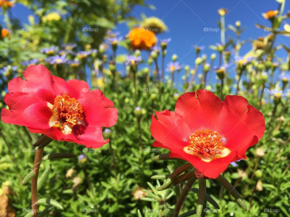 Cool red flowers. Cool red flowers in my home(Portulaca)