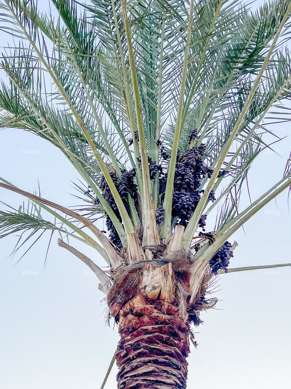 Palm tree filled with dates in the desert sun