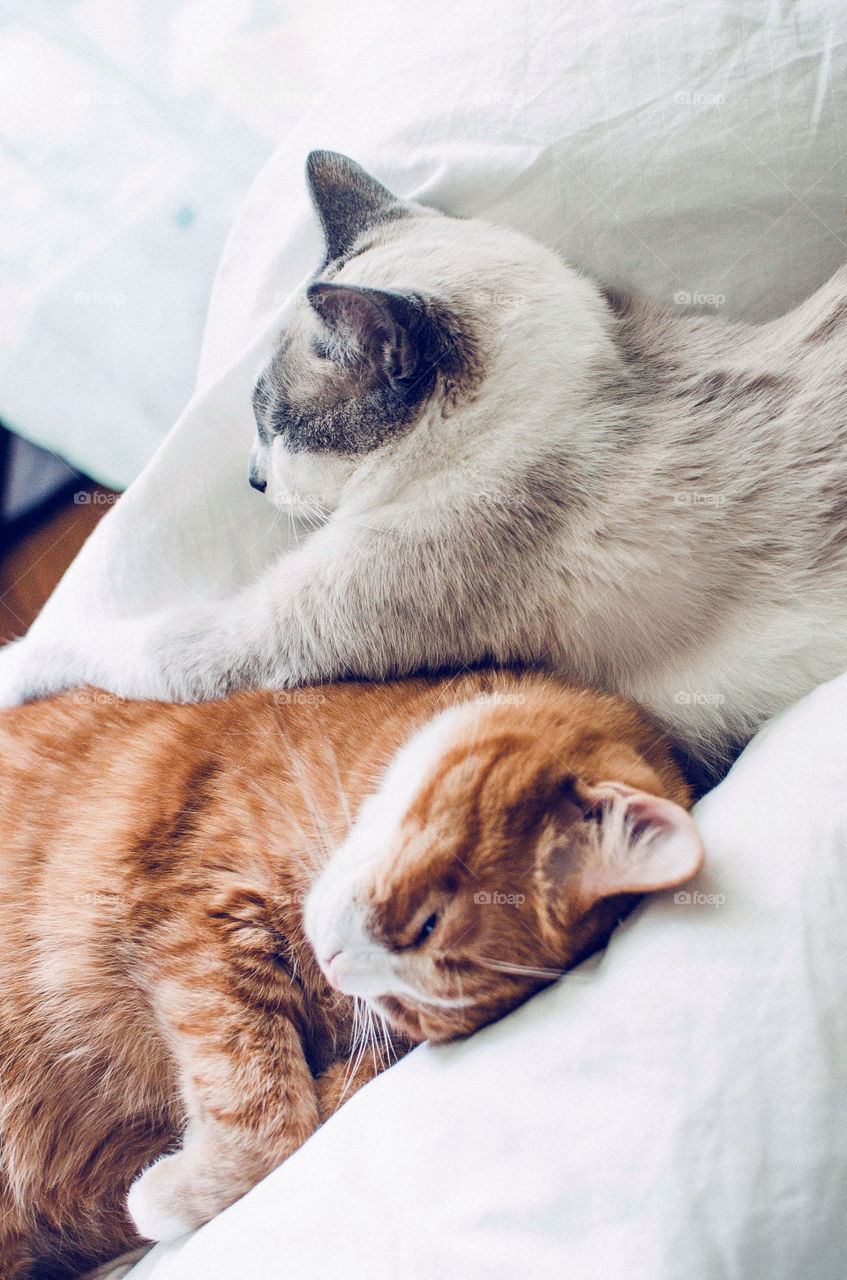 Two cats laying together. Cute pets sleeping on pillow. Mute colors