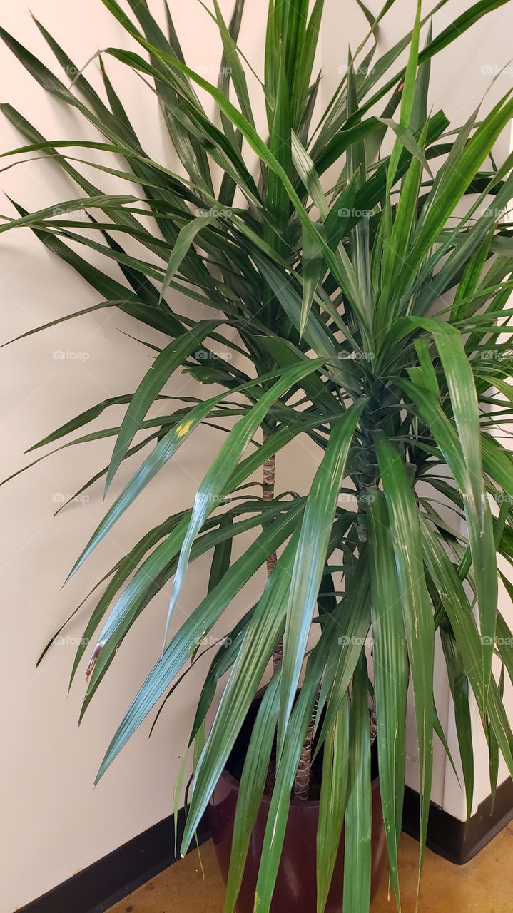 large indoor plant