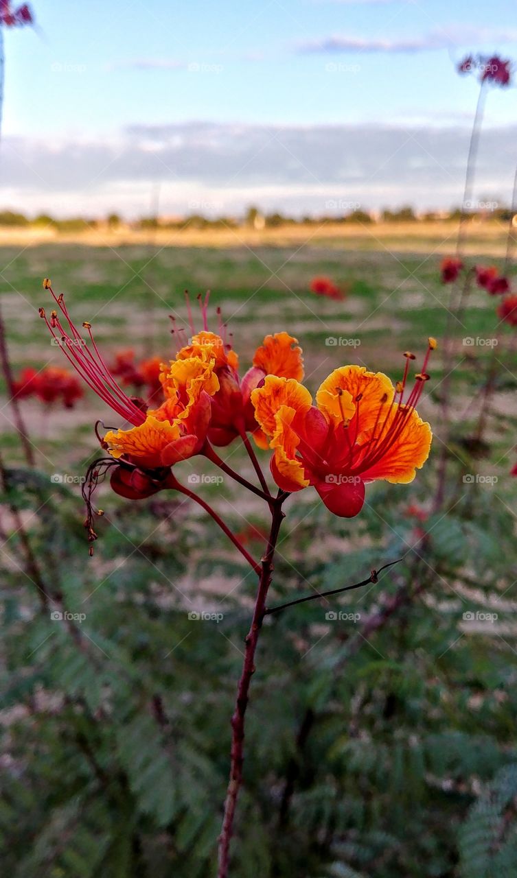 Arizona flora