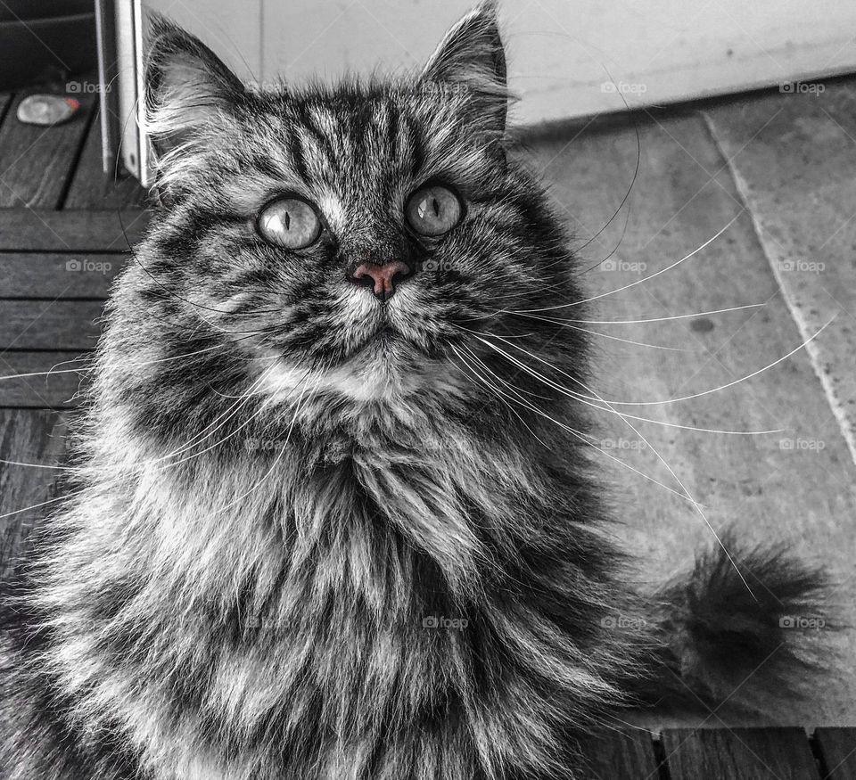 Black and white photography with a splash of color of a Siberian cat 