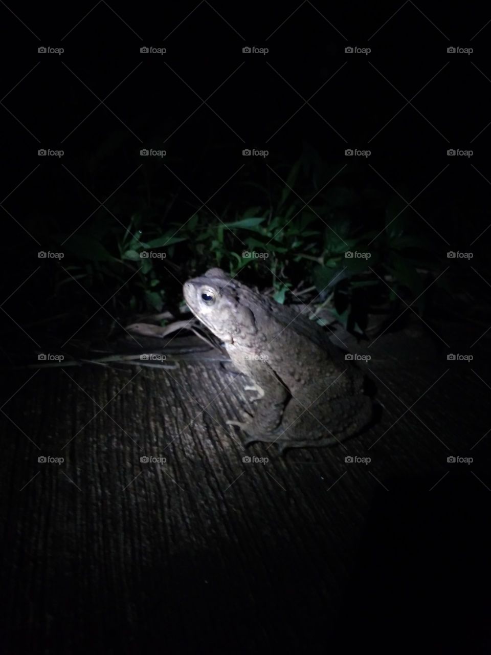 Big frogs are feeding