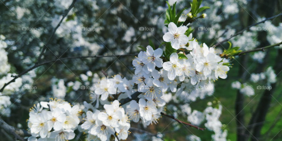 blooming cherry