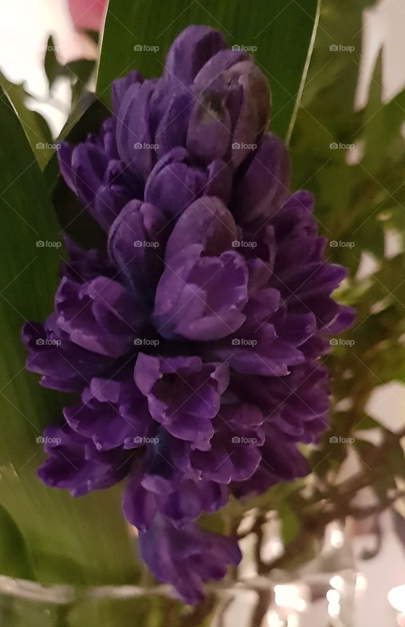 lilac flower