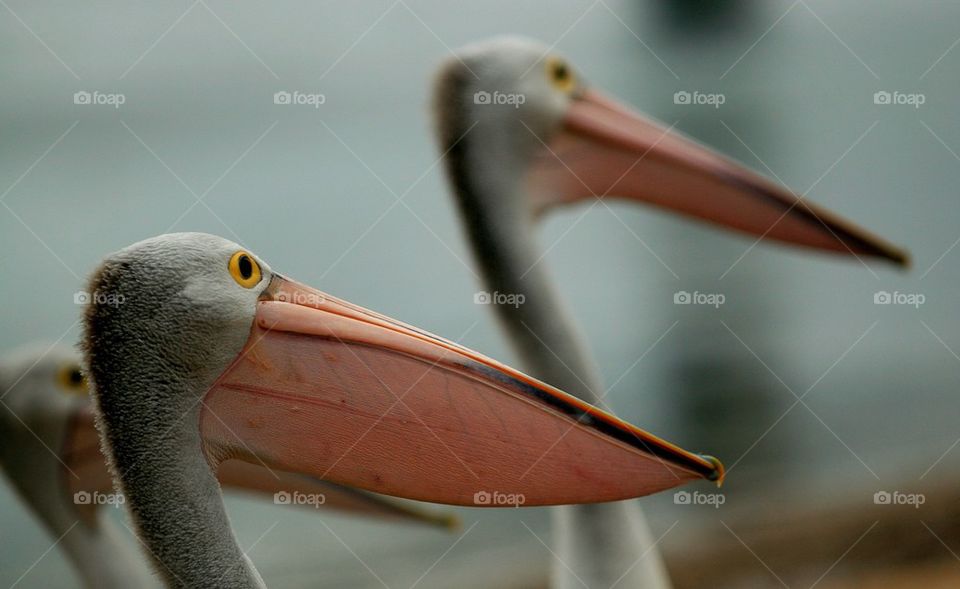 Close-up of a pelican