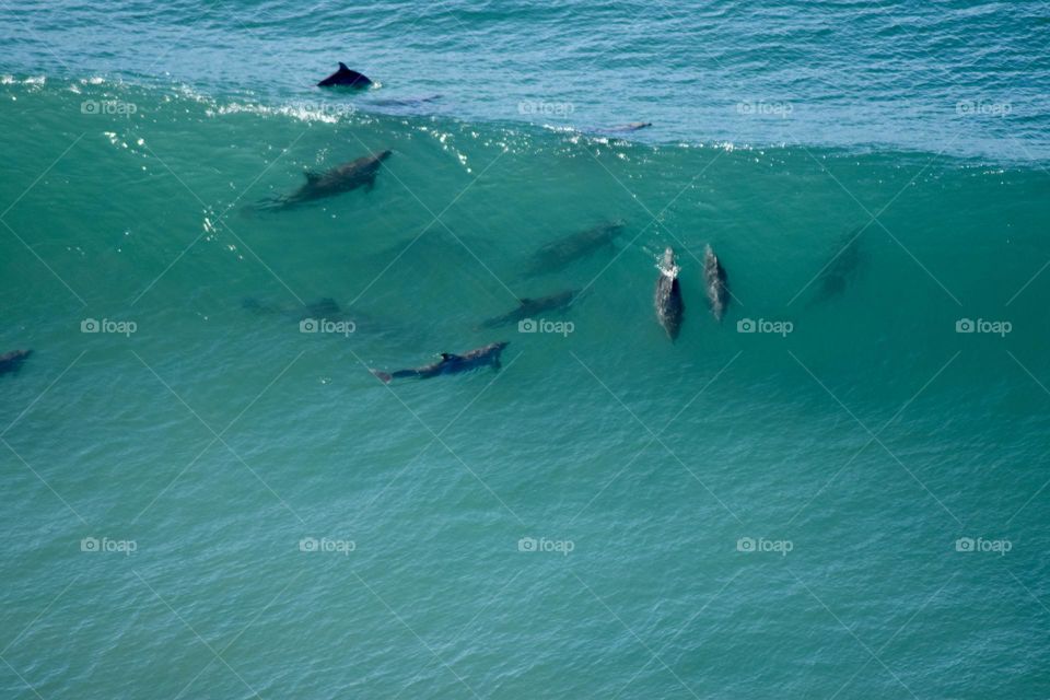 Dolphins Surf