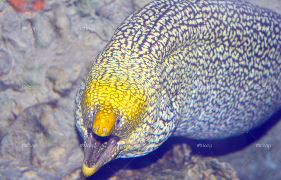 the under water long and big  fish