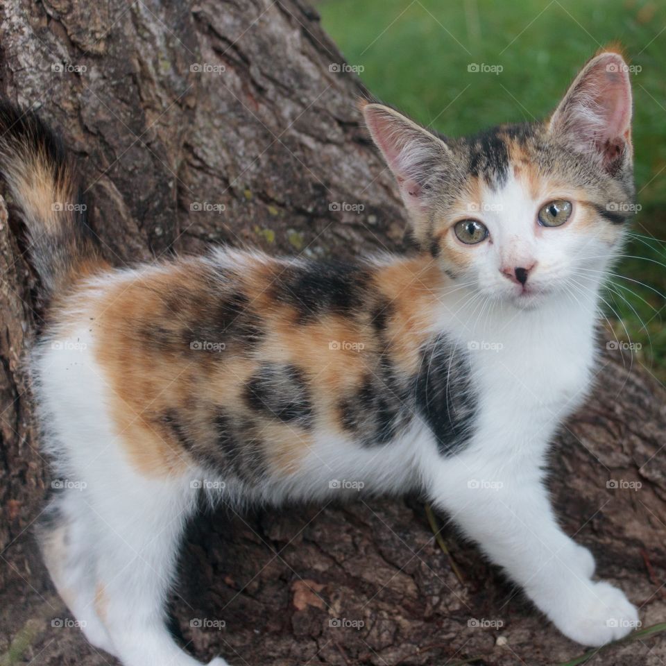 Calico kitten