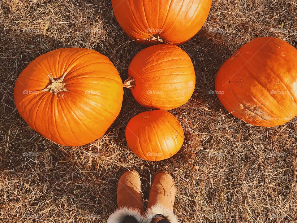 Uggs with pumpkins 