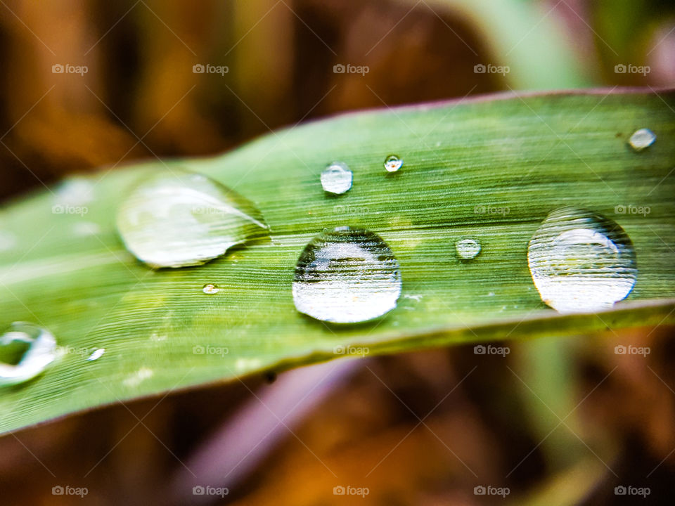 rain droplets on a blade of grass