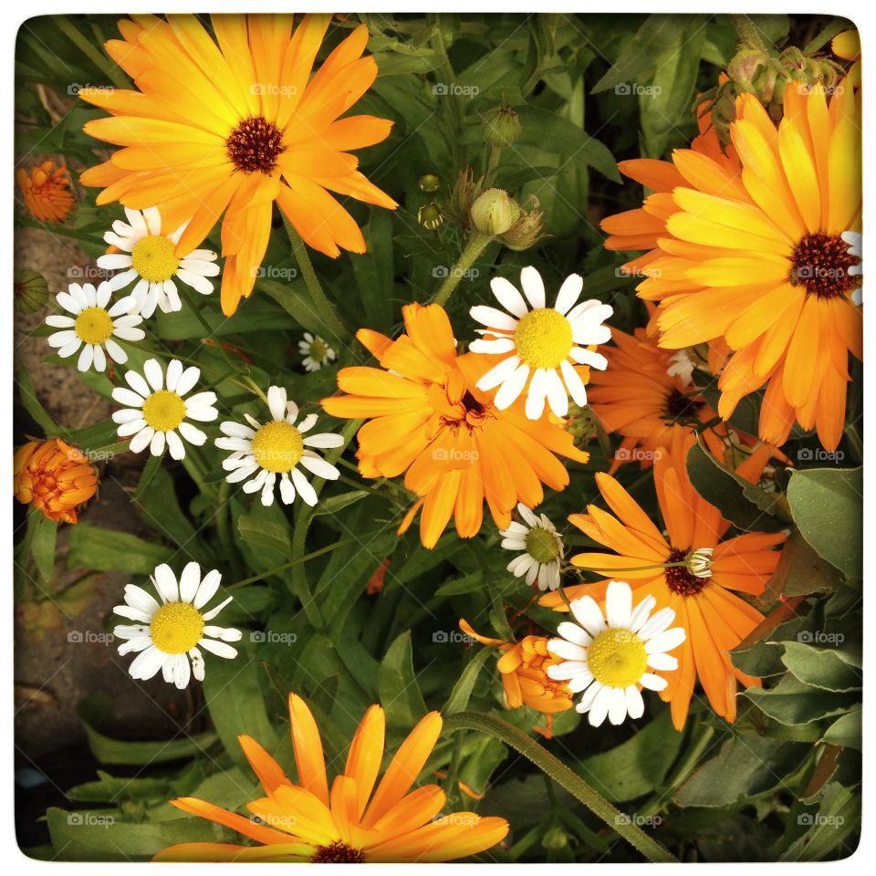 Calendula and chamomile flowers