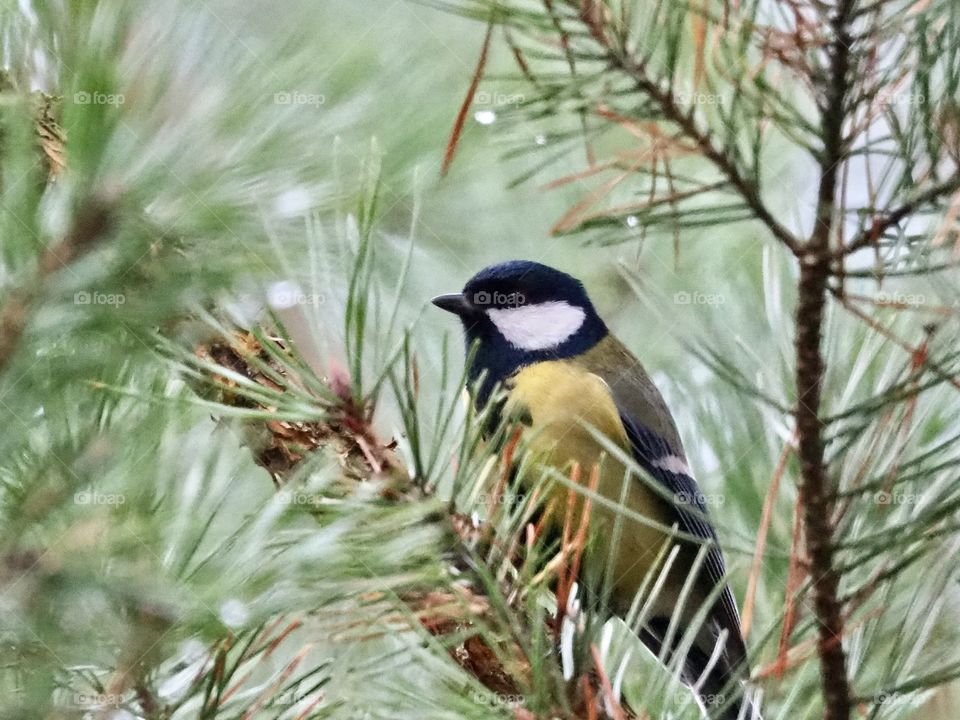 Tit in the pine