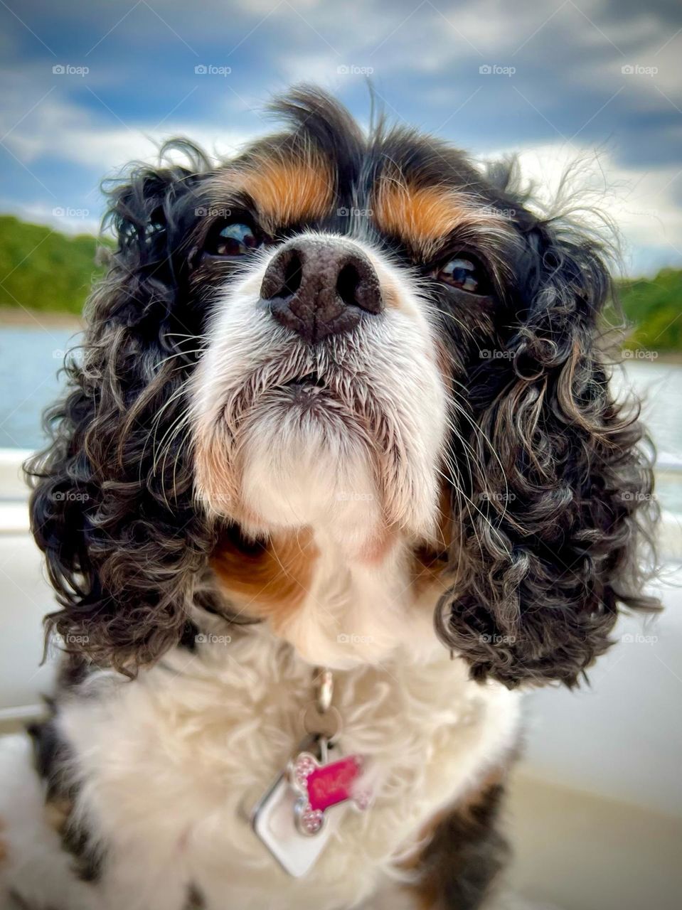 A closeup of a lovable senior tricolor Cavalier King Charles Spaniel on a boat