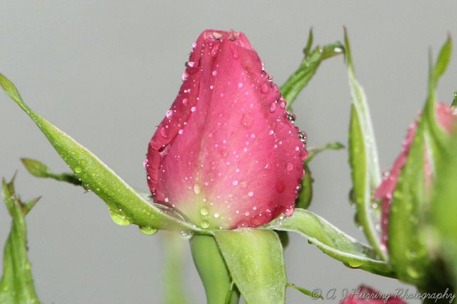 Dew drops