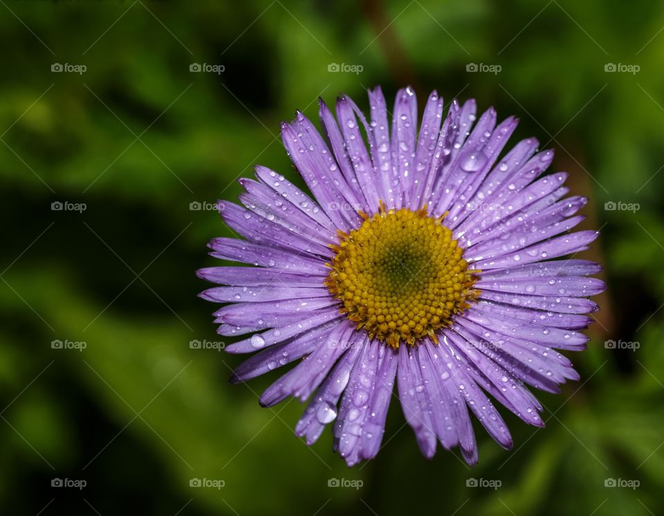 shapes in the miracle of nature