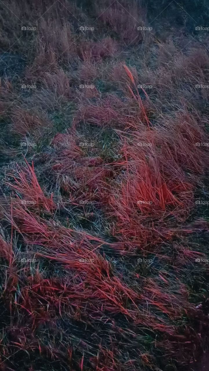 grass