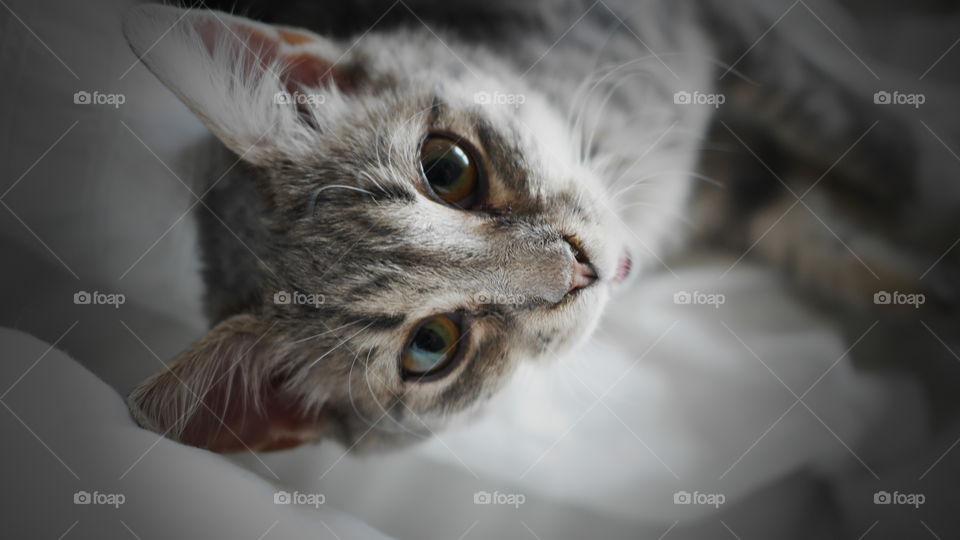 High angle view of cat