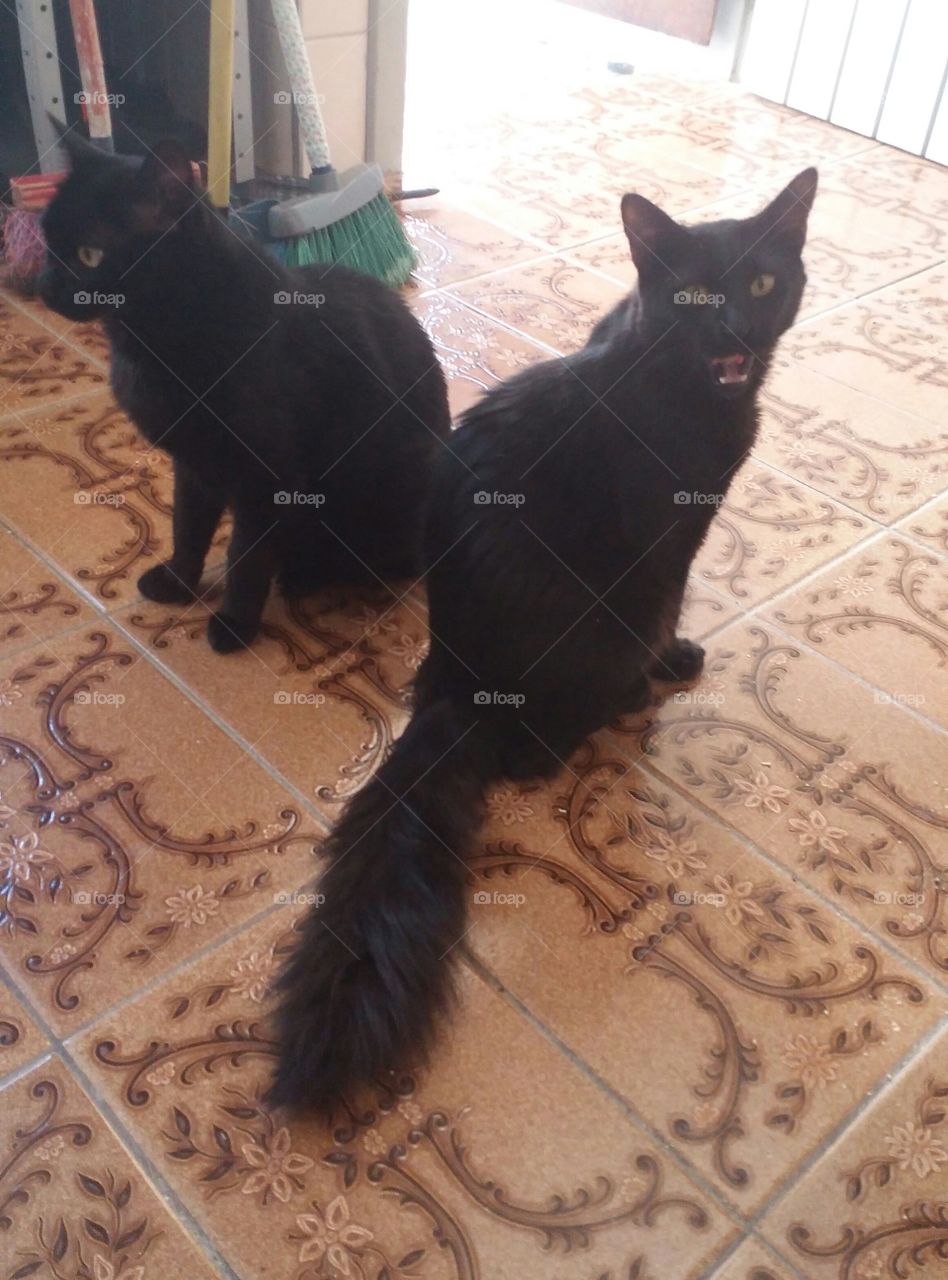 My cats black