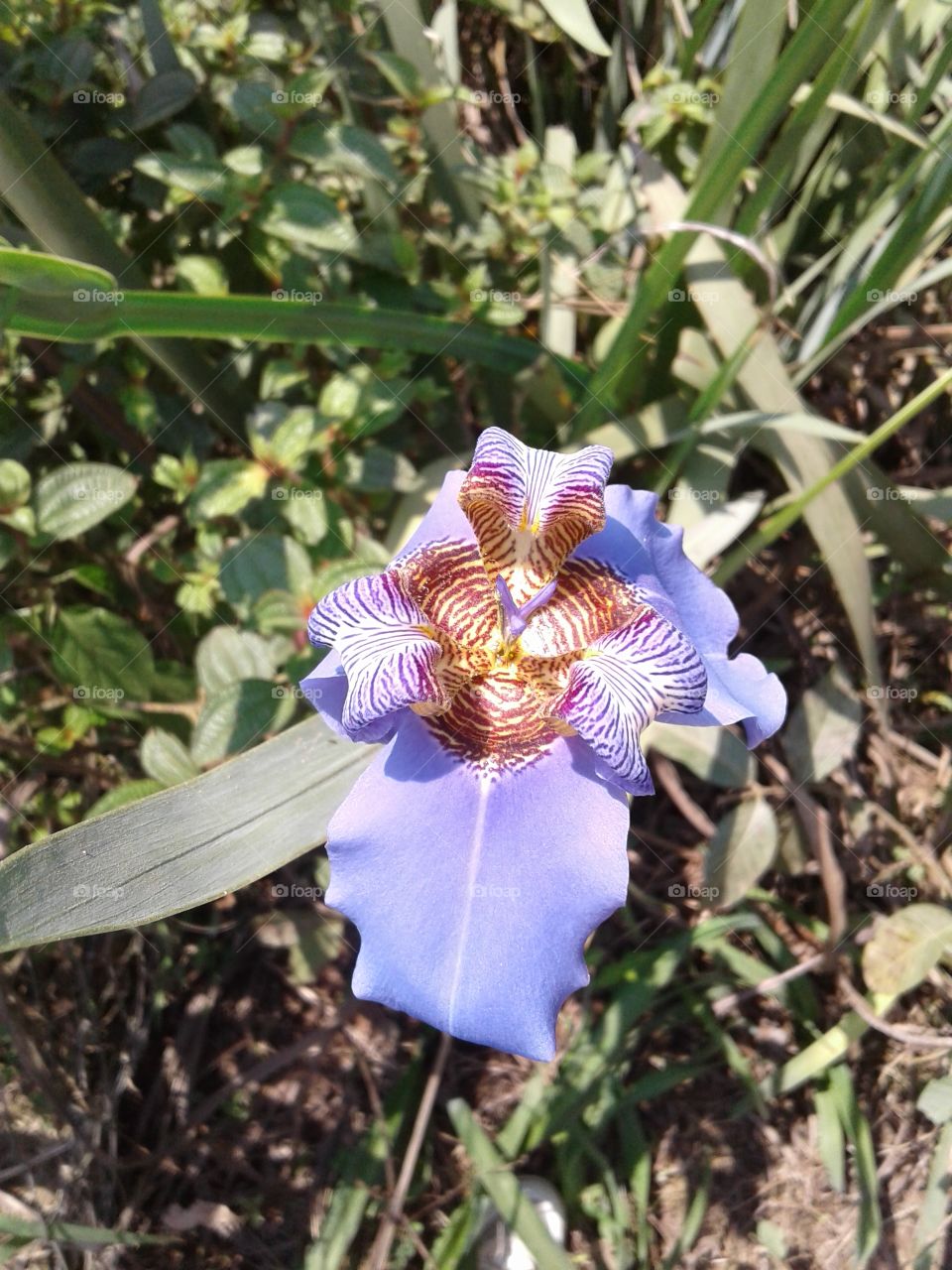 NATURE NATURAL FLOWER BLÜTEZEIT