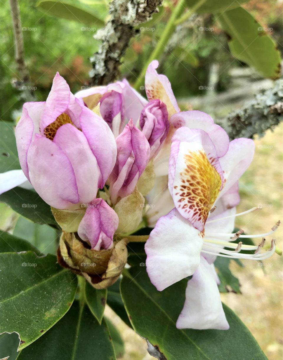 Bright contrast between the bloom and the almost there- a leopard’s spots frame stamen and pistils.