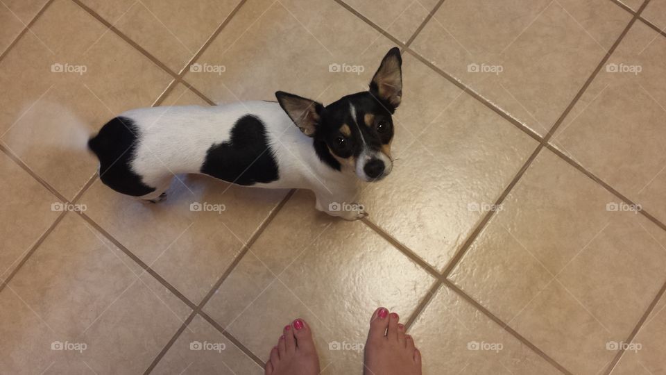 puppy wagging tail for her treats