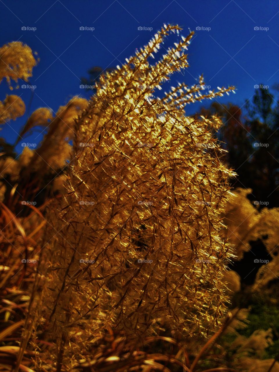 Meadow Grass at Sunset